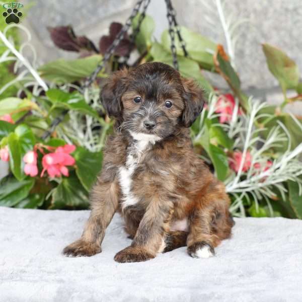 Remi, Yorkie Poo Puppy